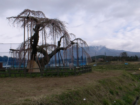 大糸桜